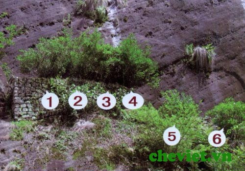 Loại trà này thường mọc trên vách đá núi cao dựng đứng quanh năm sương mù, mây phủ của núi Vũ Di. Ảnh: Sohu