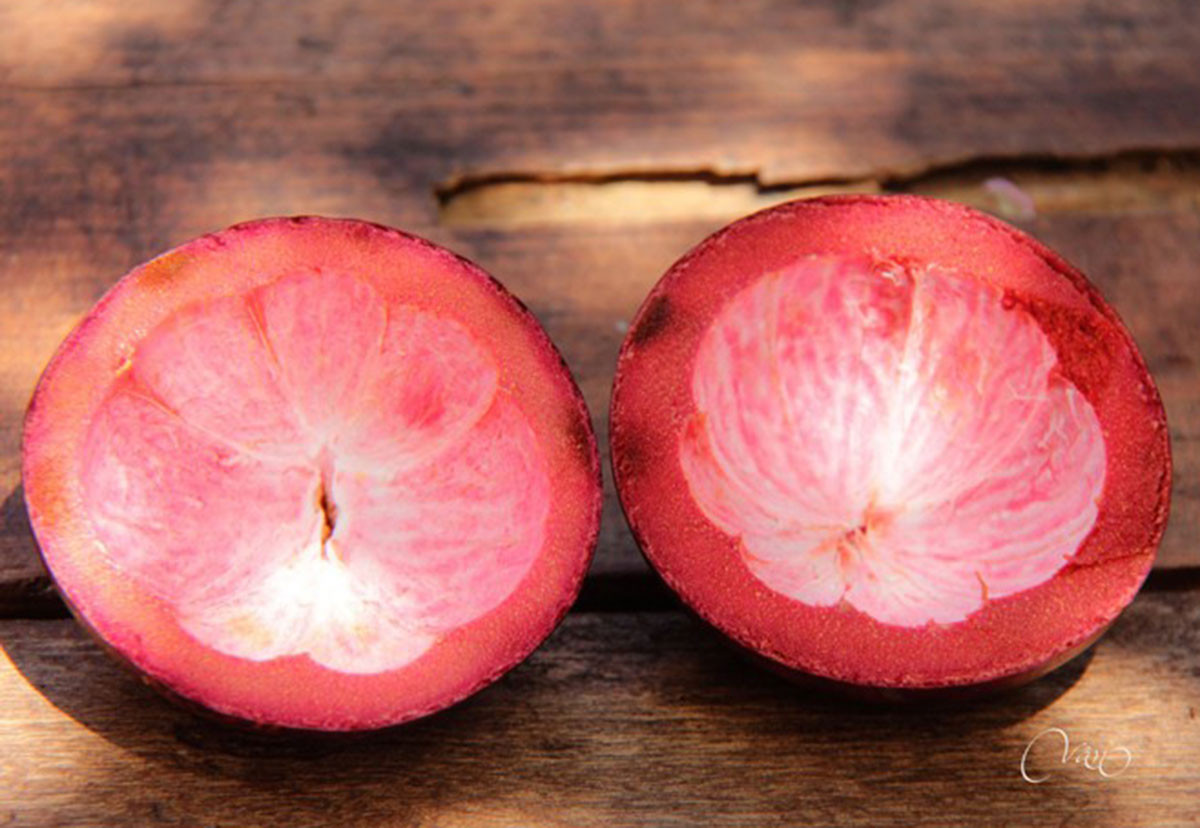 Theo nhiều nghiên cứu, vỏ măng cụt có nhiều công dụng, có thể áp dụng vào việc chữa tiêu chảy, kiết lỵ, hôi miệng... Ảnh: Internet