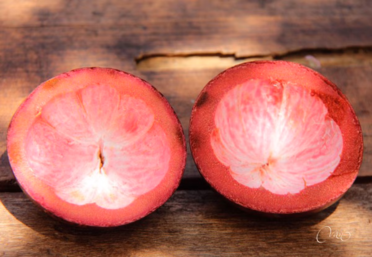 Theo nhiều nghiên cứu, vỏ măng cụt có nhiều công dụng, có thể áp dụng vào việc chữa tiêu chảy, kiết lỵ, hôi miệng... Ảnh: Internet