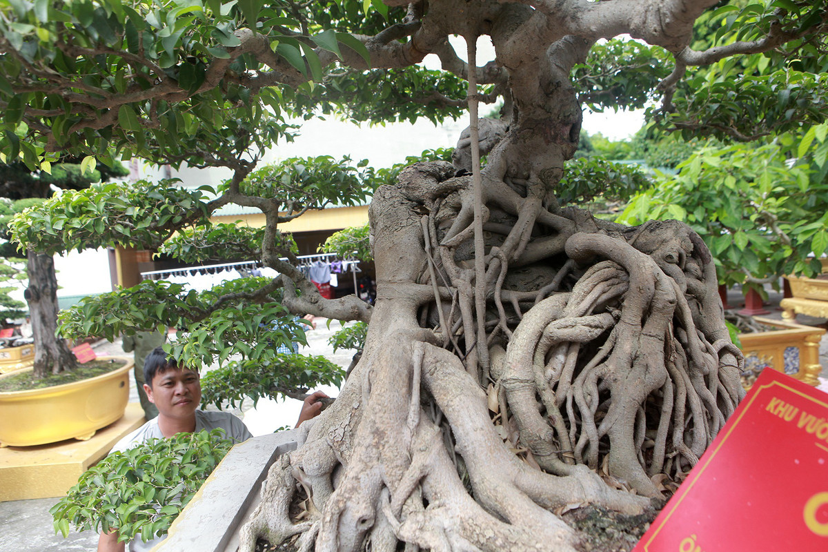 Bộ rễ khủng, mốc thếch chứng tỏ cây nhiều năm tuổi. Ảnh: Dân trí