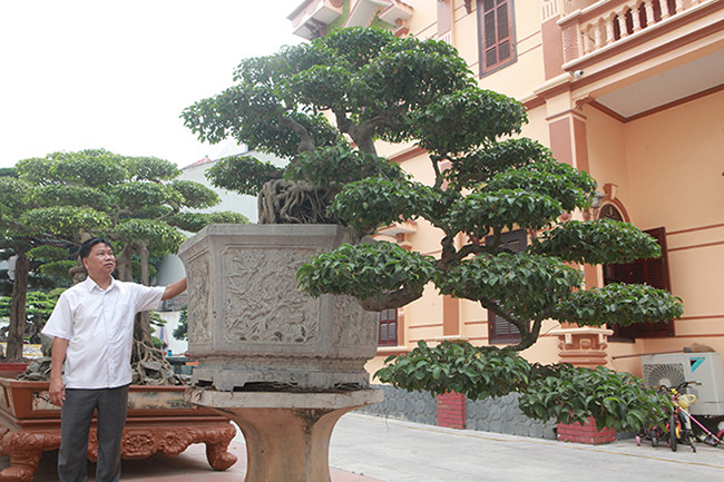 Trong khi đó, tác phẩm sanh cổ "huyền vũ" có tuổi đời gần 200 năm và được uốn nắn từ lúc cây còn nhỏ. Ảnh: Dân Việt