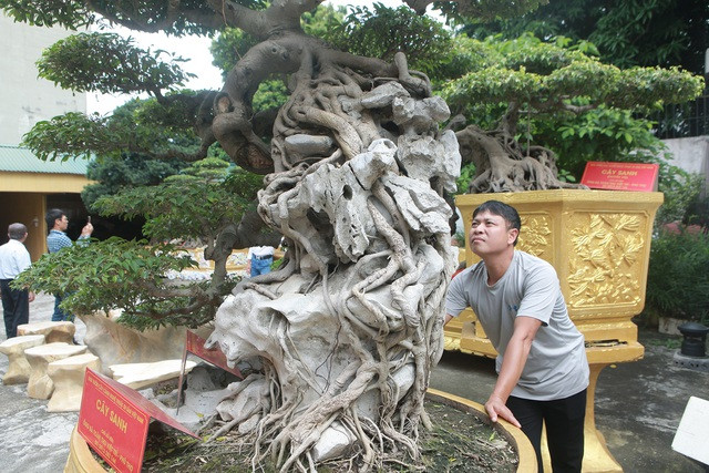 Rễ cây đâm xuyên qua những kẽ đá. Ảnh: Vietnamnet