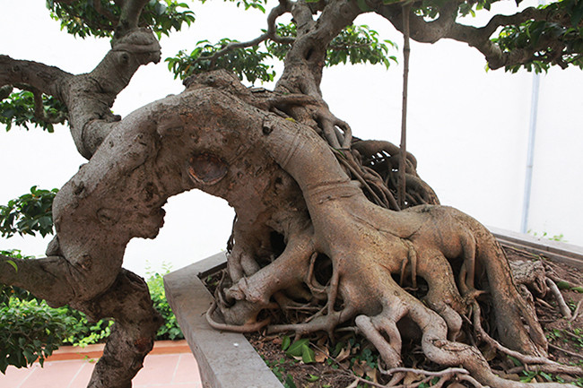 Các đường cong, xoắn của thân cây uốn lượn độc đáo. Bộ rễ khủng, mốc thếch chứng tỏ cây nhiều năm tuổi, Ảnh: Dân Việt