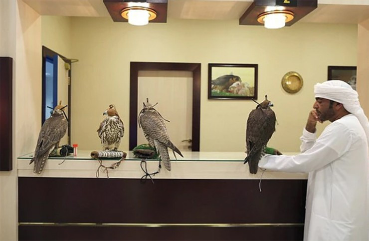 Bệnh viện chim ưng Abu Dhabi đón tiếp khách từ nhiều quốc gia vùng Vịnh, có các trang thiết bị hiện đại, công nghệ y tế cao cấp, tối tân phục vụ việc điều trị cho chim ưng. Ảnh: BI