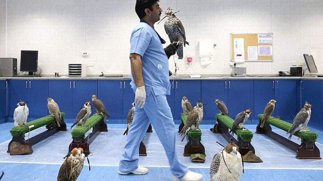 Không những thế, người ta còn có bệnh viện dành riêng cho những chú chim ưng với đủ các chuyên khoa. Ảnh: BI