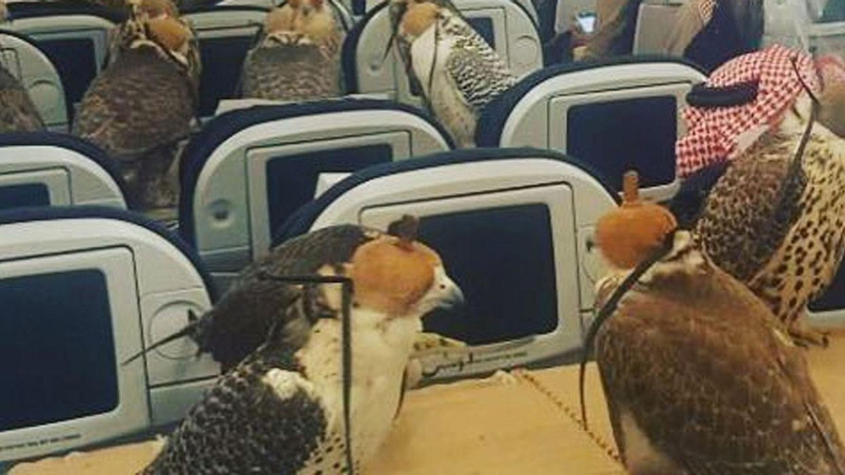 Ở Trung Đông, một chú chim ưng có thể được ngồi máy bay. Ảnh: BI