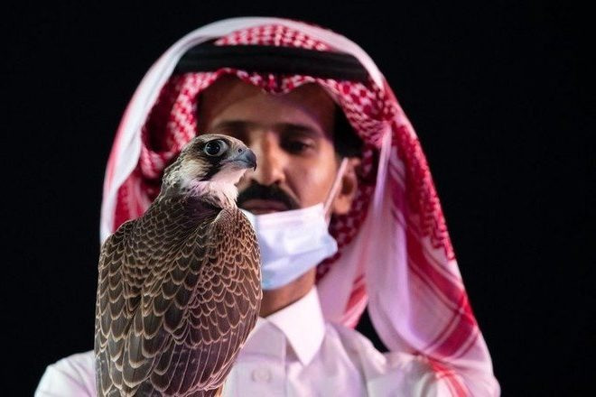 Giải thưởng cho một cuộc thi đấu chim ưng tại Các Tiểu vương quốc Ả Rập Thống nhất có thể lên tới 7 triệu USD và 73 chiếc xe hơi. Ảnh: VOSA TV