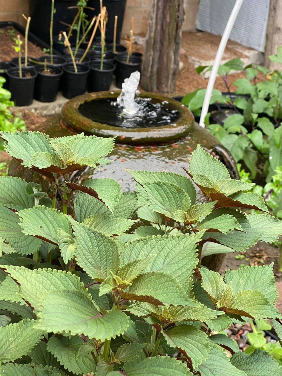 Bên cạnh rau ăn hằng ngày, danh ca Hương Lan còn trồng thêm các loại rau gia vị như: tía tô, húng quế, rau răm, ớt... Ảnh: FBNV