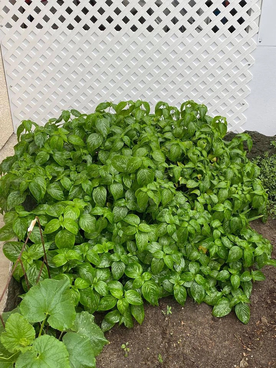 Khu vườn phát triển tươi tốt, mỗi lần danh ca Hương Lan ra vườn đều hái đủ rau và trái cây cho bữa ăn. Ảnh: FBNV