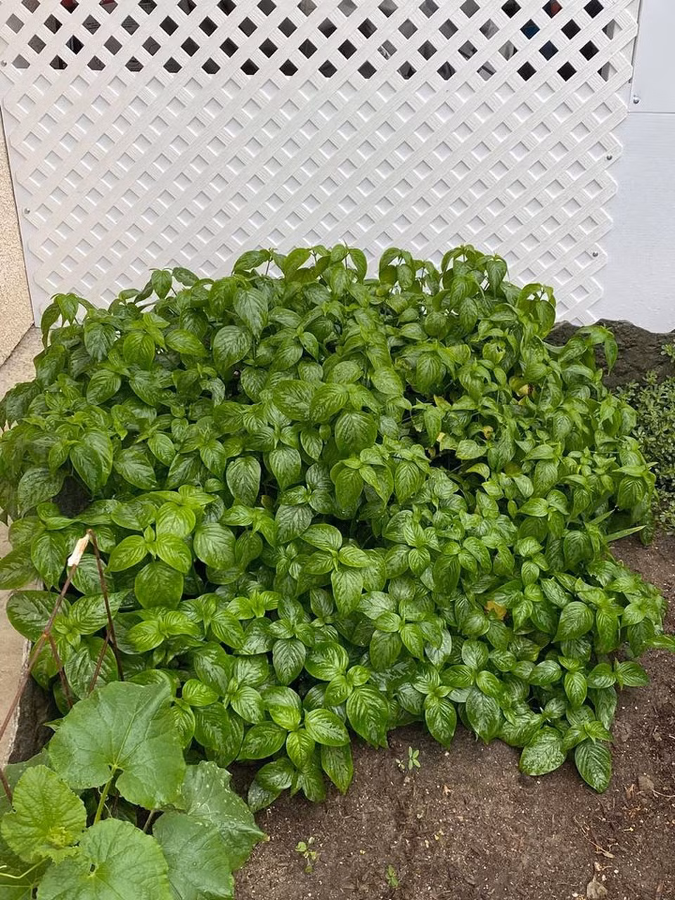 Khu vườn phát triển tươi tốt, mỗi lần danh ca Hương Lan ra vườn đều hái đủ rau và trái cây cho bữa ăn. Ảnh: FBNV