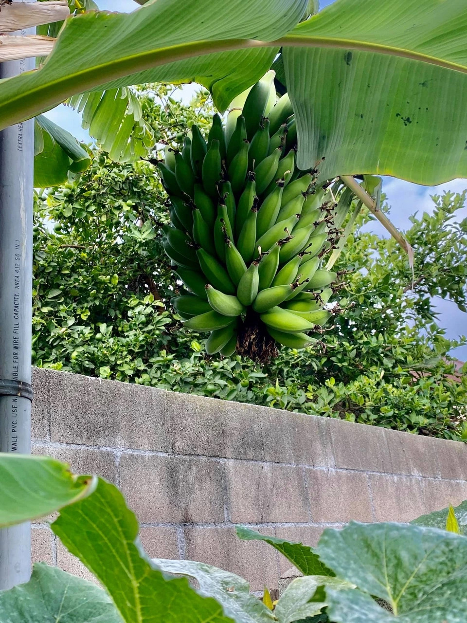 Buồng chuối cho quả to, căng bóng. Ảnh: FBNV