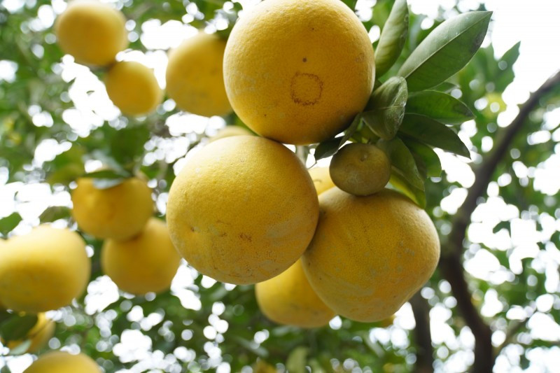 Những cây bưởi sai trĩu quả, da vàng óng, tỏa ra mùi thơm thoang thoảng. Ảnh: Công thương