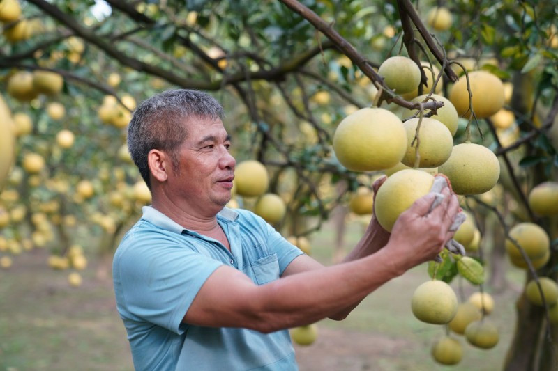 Nếu bán bưởi thuận lợi, gia đình anh Dũng có thể thu về khoảng hơn 5 tỷ đồng. Ảnh: Công thương