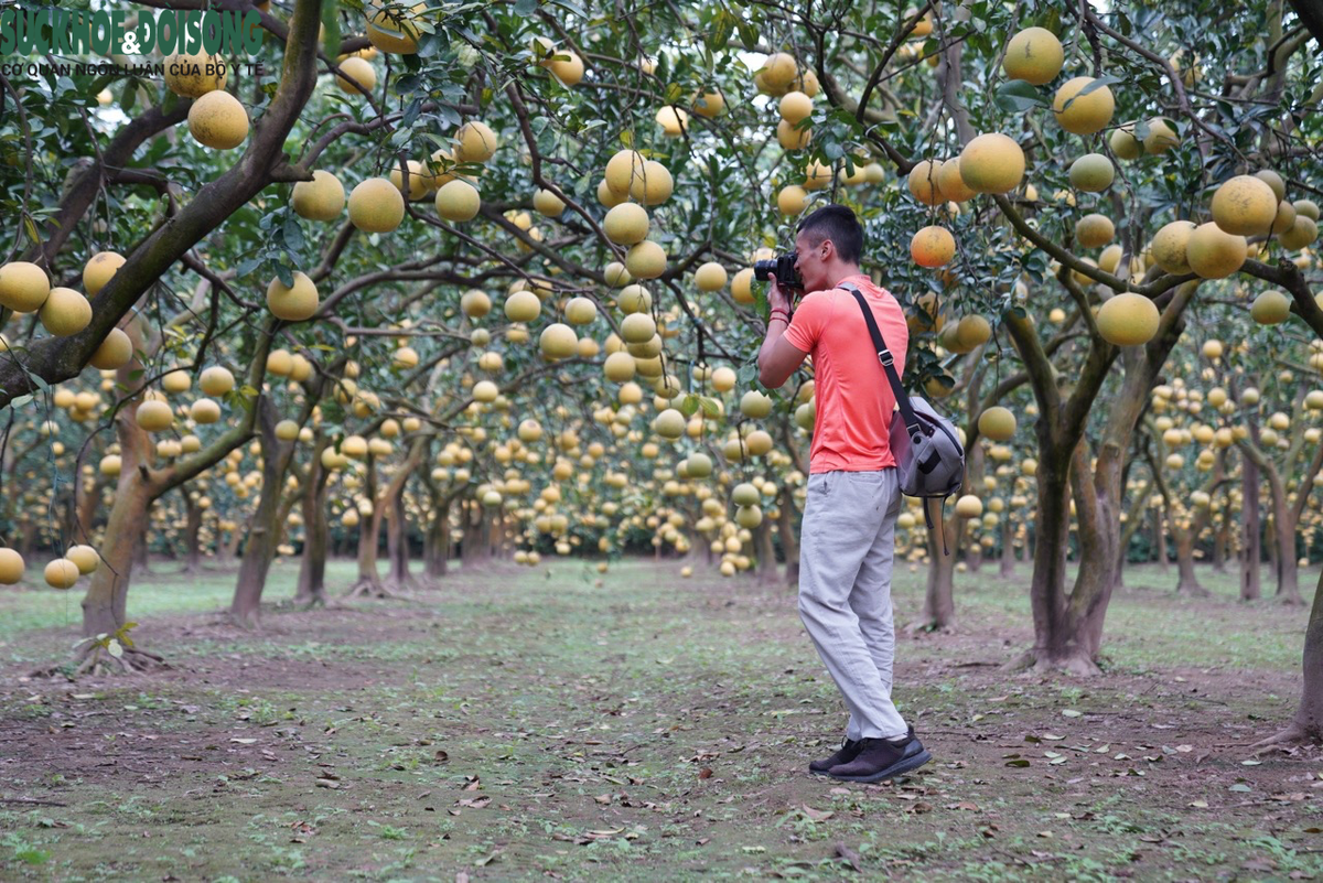 Ngoài tiền bán quả thì cứ đến vụ, gia đình anh Nguyễn Gia Dũng (nhà vườn Dũng Thu) lại có thêm thu nhập từ việc bán vé cho khách vào tham quan, giá 50.000 đồng/người. Ảnh: Suckhoedoisong