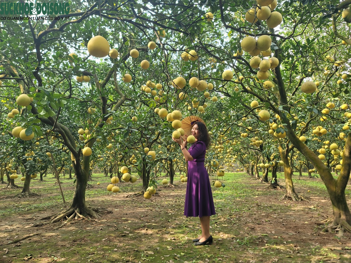 Khung cảnh bắt mắt từ những vườn bưởi Diễn vàng ươm thu hút đông đảo du khách đến tham quan và "check in", lưu lại những khoảnh khắc thật ấn tượng. Ảnh: Suckhoedoisong