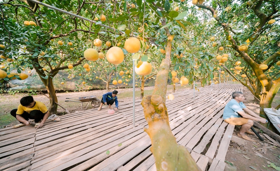 Sàn gỗ giúp bưởi hái ra được khô ráo, để lâu không bị hỏng, vẫn giữ được mùi thơm đặc trưng. Ảnh: Báo giao thông