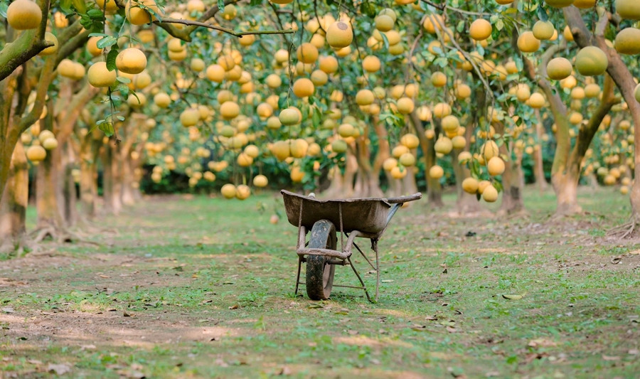 Anh Nguyễn Gia Dũng cho biết, mỗi mùa, chi phí phân bón, nhân công vào khoảng 600 triệu đồng, chưa kể nhiều khoản khác. Một cây tại vườn có thể cho thu hoạch 100-300 quả. Ảnh: Chất lượng cuộc sống