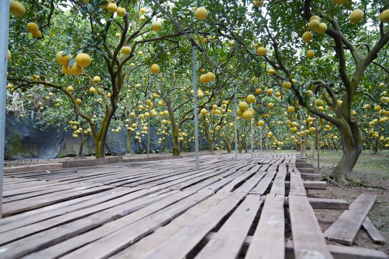 Việc hái bưởi Diễn đúng thời điểm giúp bưởi sẽ ngon, thơm vào dịp năm mới. Ảnh: Công thương