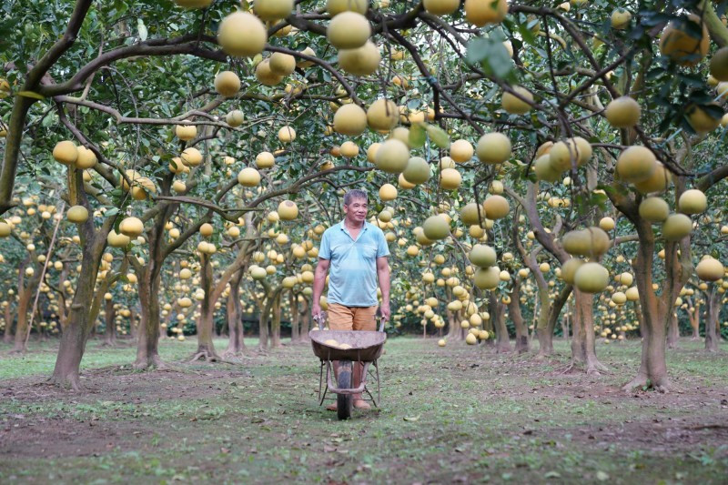 Vụ mùa bưởi Diễn bắt đầu từ tháng 11 âm lịch hàng năm. Các nhà vườn thu hoạch rộ nhất là khoảng giữa tháng 12 âm lịch cho đến sát Tết Nguyên đán. Ảnh: Công thương
