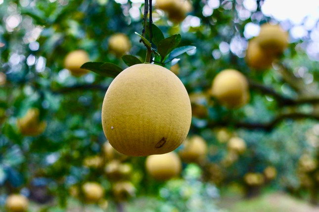 Bưởi Diễn thường trái nhỏ, khi chín màu vàng, gốc bưởi càng lâu năm thì tép bưởi càng ngọt. Ảnh: Tiền phong