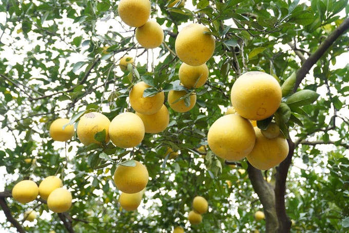 Vườn của gia đình anh Dũng đã bán khoảng 5.000 trái, số còn lại để lại cho khách đặt cho dịp Tết Nguyên đán 2024. Ảnh: Công thương