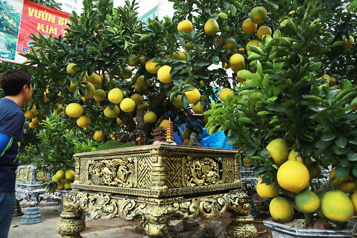 Đáng chú ý nhất cặp chậu bưởi cảnh tuổi đời từ 35-40 năm, có giá 120.000 triệu đồng. Ảnh: Người đưa tin
