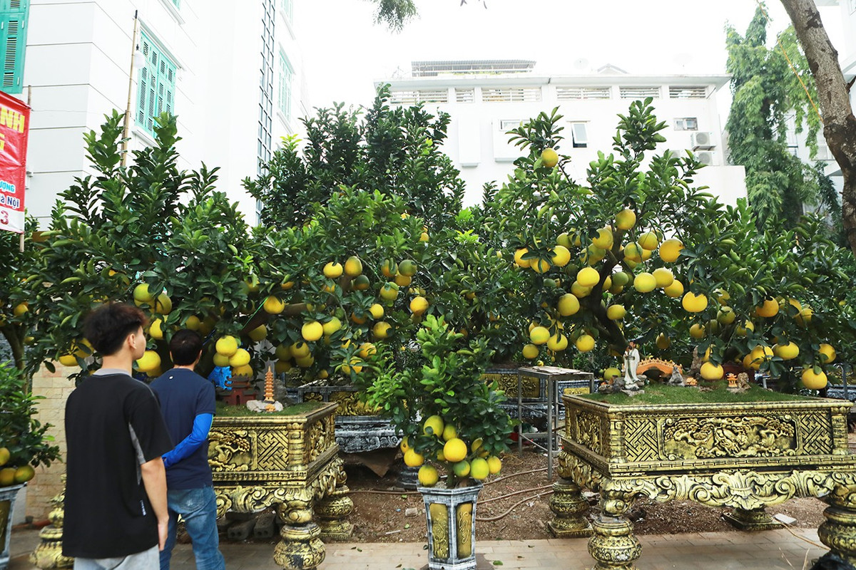 Giá bưởi cảnh dao động từ vài triệu đến vài chục triệu đồng/cây tùy kích cỡ, kiểu dáng, số lượng quả... Ảnh: Người đưa tin