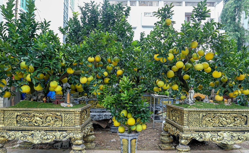 Hơn một tháng nữa mới đến Tết Nguyên đán Giáp Thìn 2024 nhưng thời điểm này, trên đường Lạc Long Quân (Hà Nội) đã bày bán hàng trăm gốc bưởi cảnh độc đáo phục vụ nhu cầu chơi Tết. Ảnh: Dân trí