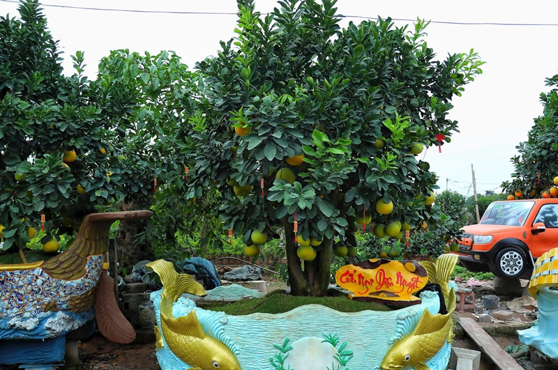 Chậu bưởi có tên gọi Cửu Ngư Diện Nguyệt. Ảnh: Daidoanket