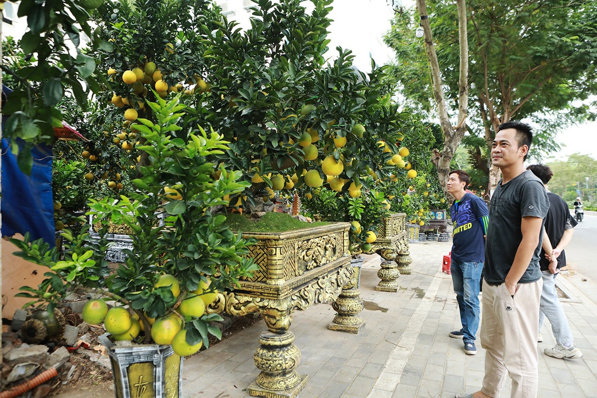 Bên cạnh đó, cây dáng trực (cây mọc thẳng), dáng siêu (thân cây siêu dần về phía trái hoặc phải cũng siêu dần từ gốc đến ngọn) vẫn hút khách. Ảnh: Người đưa tin