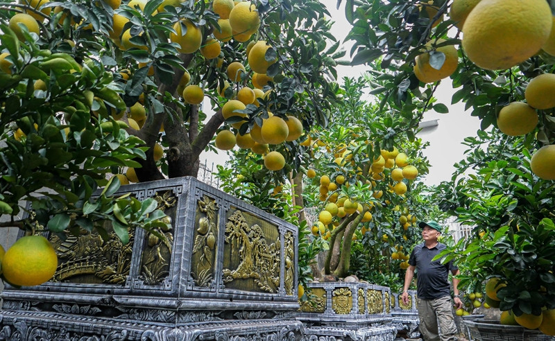 Ông Nguyễn Kim Thắng (Hoài Đức, Hà Nội) - người bán bưởi Diễn cảnh cho biết, xu hướng bưởi cảnh năm nay vẫn là cây bonsai kết hợp tiểu cảnh hài hòa. Ngoài những cây độc lạ như Ngũ Phúc, Tam Đa, hay Quần tụ... Ảnh: Dân trí