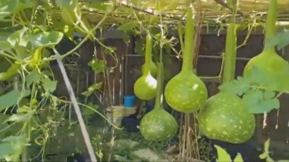 Những trái bầu to, căng bóng trông thích mắt. Ảnh chụp màn hình