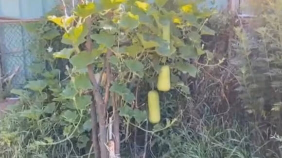 Khu vườn do chính tay nam danh ca chăm sóc. Ảnh chụp màn hình