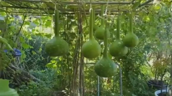 Khu vườn của danh ca Chế Linh trồng nhiều loại rau quả gợi nhớ quê hương như bầu, bí... Ảnh chụp màn hình