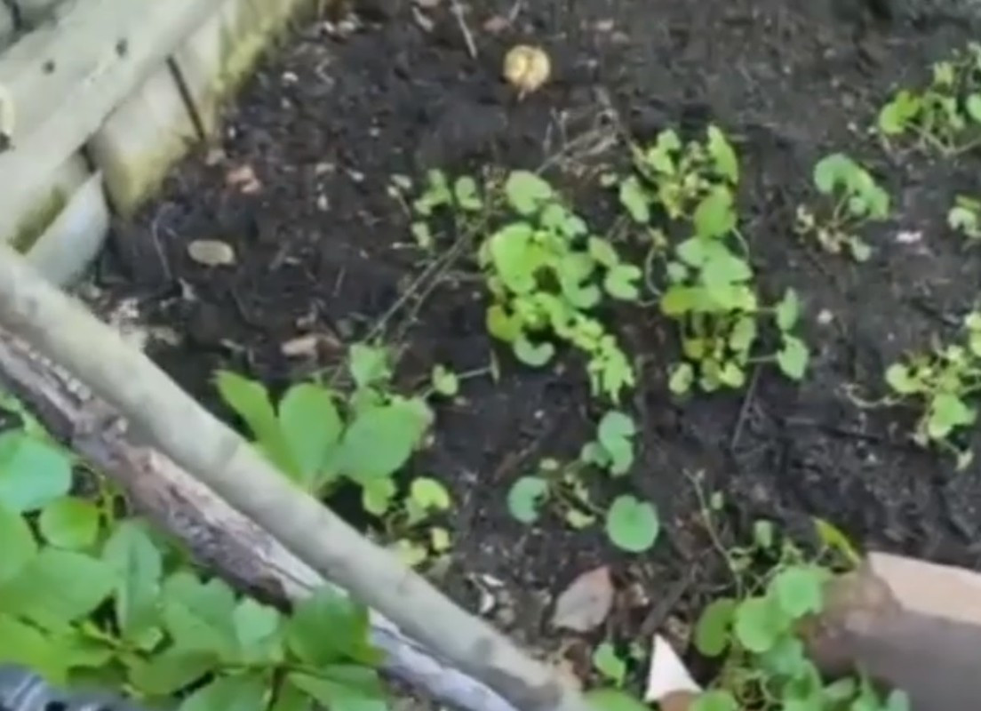 Ngoài bầu, khu vườn còn trồng các loại rau xanh. Ảnh chụp màn hình