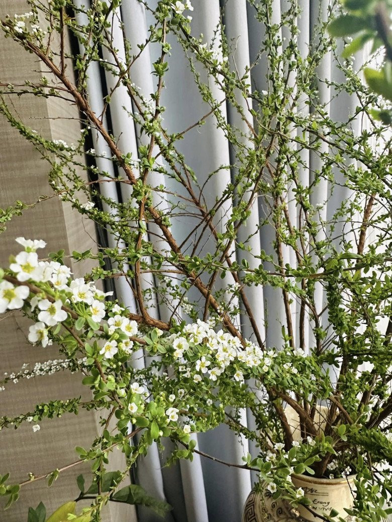 Ngoài hoa cúc, nữ MC còn thích cắm tuyết mai.