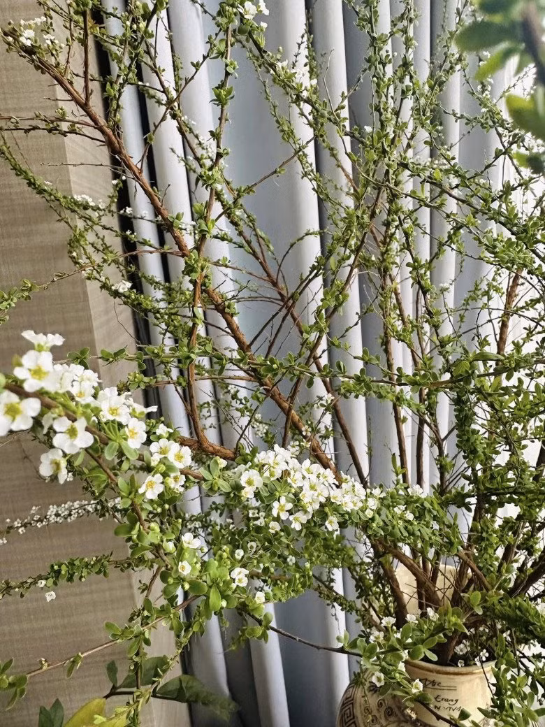 Ngoài hoa cúc, nữ MC còn thích cắm tuyết mai.