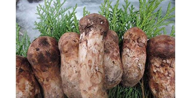 Nấm tùng nhung được yêu thích bởi có mùi vị đặc thù, thơm, thịt dày, ăn giòn và ngọt thanh. Ảnh: Getty