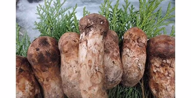 Nấm tùng nhung được yêu thích bởi có mùi vị đặc thù, thơm, thịt dày, ăn giòn và ngọt thanh. Ảnh: Getty