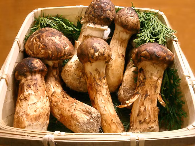 Đáng chú ý, nấm matsutake không thể trồng trong vườn hay trang trại, và phải tự tay thu hoạch từ trong rừng. Ảnh: Wiki