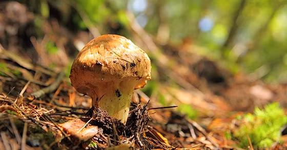 Nấm tùng nhung thường được tìm thấy ở những cánh rừng tùng quanh năm có mây mù, tuyết, độ ẩm cao, cách mặt nước biển từ 2.500 m. Ảnh: Kilala