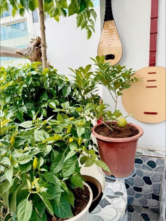 Bà xã Tự Long trồng nhiều loại cây như ớt, quất... đều ra cho quả.