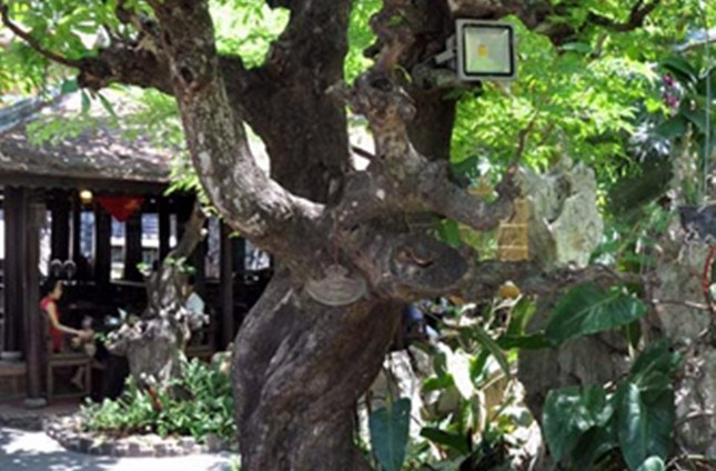 Số tiền đầu tư là gần 500 tỷ đồng, nếu tính cả tiền đất là, tổng số tiền đại gia Huy bỏ ra lên tới 650 tỷ đồng. Ảnh: Tiền phong