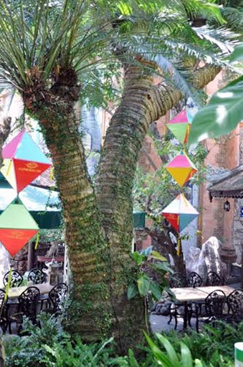 Trong sân vườn là những cây cổ thụ quý hiếm. Ảnh: Vietnamnnet