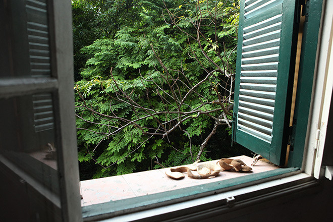 Rất nhiều cây cổ thụ lâu lăm ở phía trong khu vườn. Ảnh: Dân Việt