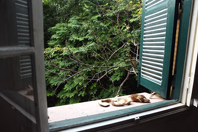 Rất nhiều cây cổ thụ lâu lăm ở phía trong khu vườn. Ảnh: Dân Việt