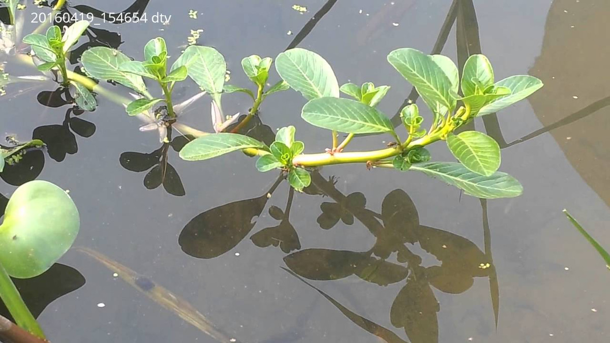 Rau dừa nước mọc nổi trên mặt nước. Trước đây, người dân thường lấy về cho lợn ăn. Thế nhưng, vài năm trở lại đây, rau dừa nước trở thành món ăn đặc sản được dân thành phố săn đón. Ảnh: Internet