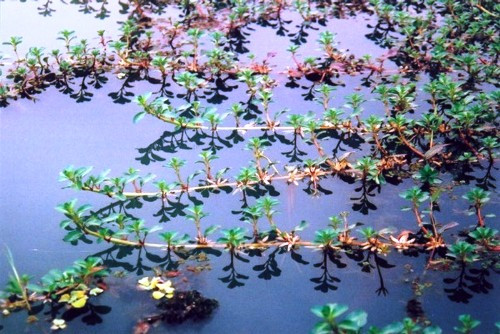 Trên chợ mạng hay các cửa hàng rau sạch, rau dừa nước được bán cả tươi lẫn khô. Rau dừa nước tươi giá từ 25.000-29.000 đồng/kg. Trong khi đó, rau dừa nước khô có giá từ 80.000-190.000 đồng/kg. Ảnh: Internet