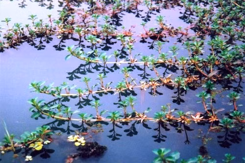 Trên chợ mạng hay các cửa hàng rau sạch, rau dừa nước được bán cả tươi lẫn khô. Rau dừa nước tươi giá từ 25.000-29.000 đồng/kg. Trong khi đó, rau dừa nước khô có giá từ 80.000-190.000 đồng/kg. Ảnh: Internet