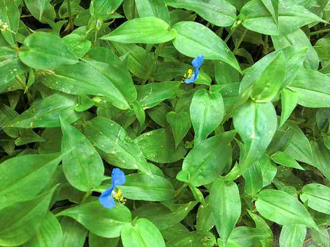 Trước đây, thài lài trắng (hay còn gọi rau trai) thường được người dân tại các vùng quê hái về cho lợn ăn. Tuy nhiên ngày nay, loại rau dại mọc đầy ruộng vườn này là đặc sản có giá 120.000 đồng/kg. Ảnh: Internet